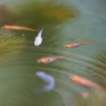 大釜の中のメダカたち