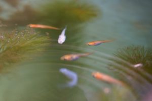 大釜の中のメダカたち