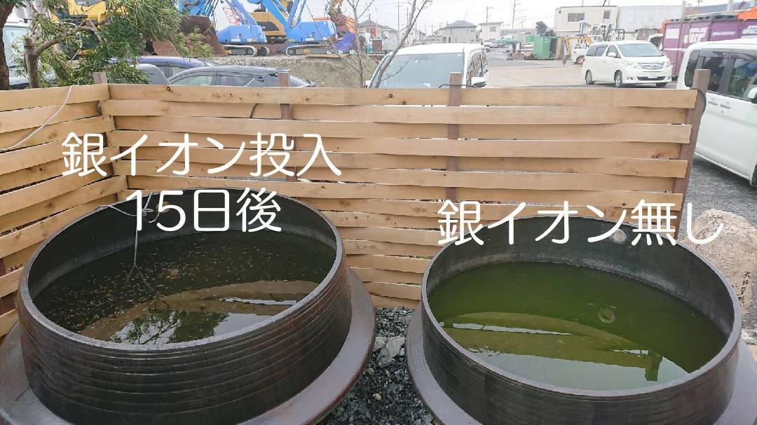 ＜15日後＞水質浄化と設備の保守が同時に解決する銀イオン水処理剤【BS21】を、メダカが泳ぐ大釜へ投入！アオコは