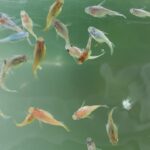 メダカの水槽に銀イオンの水質浄化剤<BS21>を投入!アオコで濁ってきた水は透明になるか!!