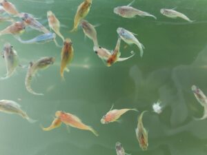 メダカの水槽に銀イオンの水質浄化剤＜BS21＞を投入！アオコで濁ってきた水は透明になるか！！