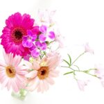 3年間いい花を付けなかったガーベラが見事に開花!何が変わった??