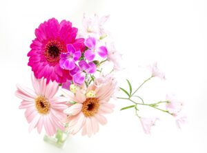 3年間いい花を付けなかったガーベラが見事に開花！何が変わった？？